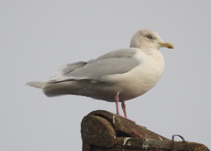 Iceland Gull