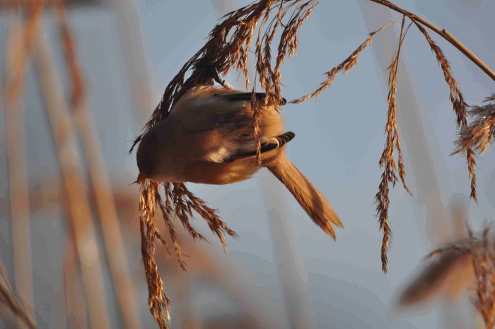 Bearded Tit