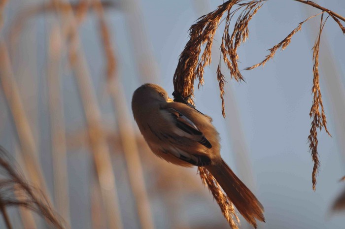 Bearded Tit
