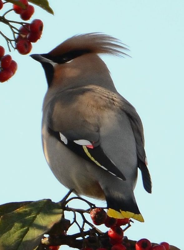 Waxwing