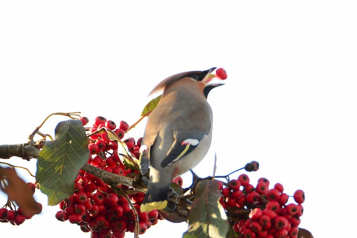 Waxwing