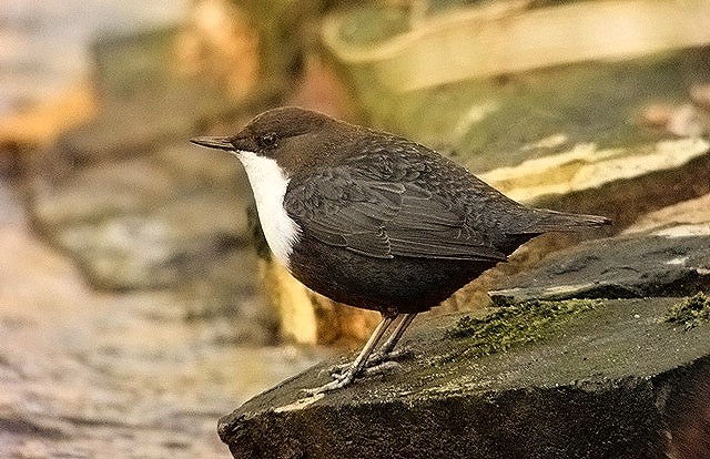 Black-bellied Dipper