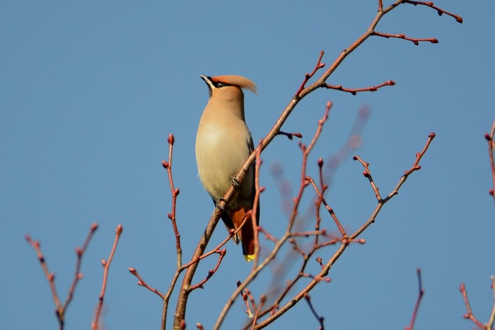 Waxwing