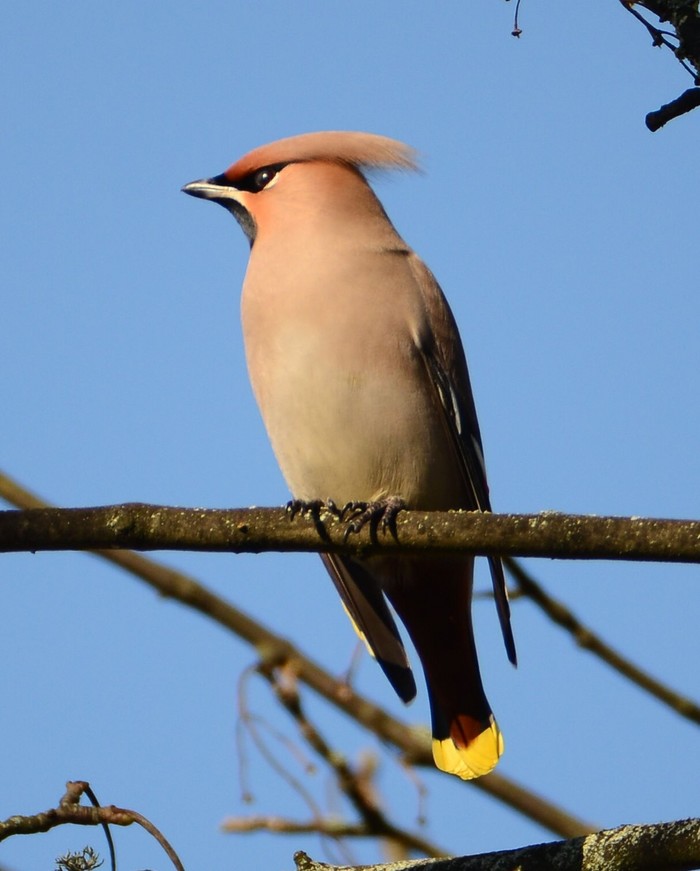 Waxwing