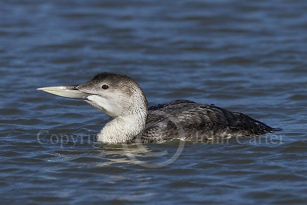 White-billed Diver