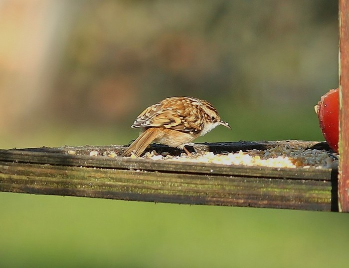 Treecreeper