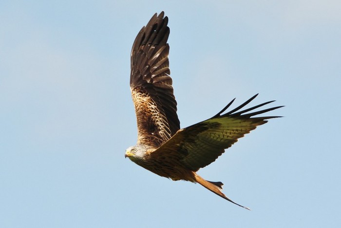 Red Kite