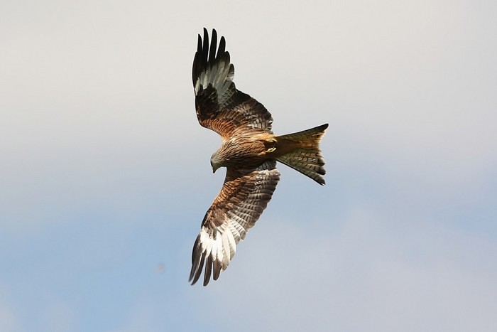 Red Kite