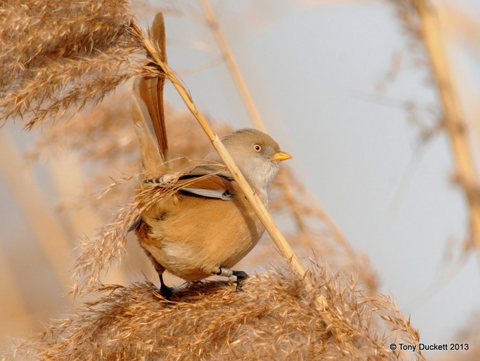 Bearded Tit