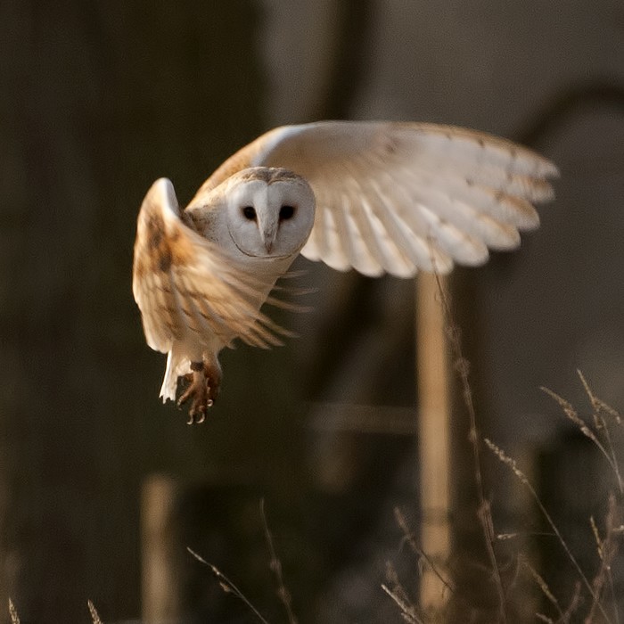 Barn Owl