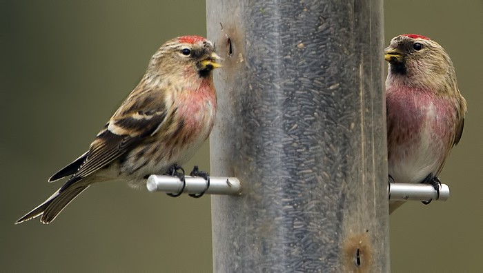 Lesser Redpoll