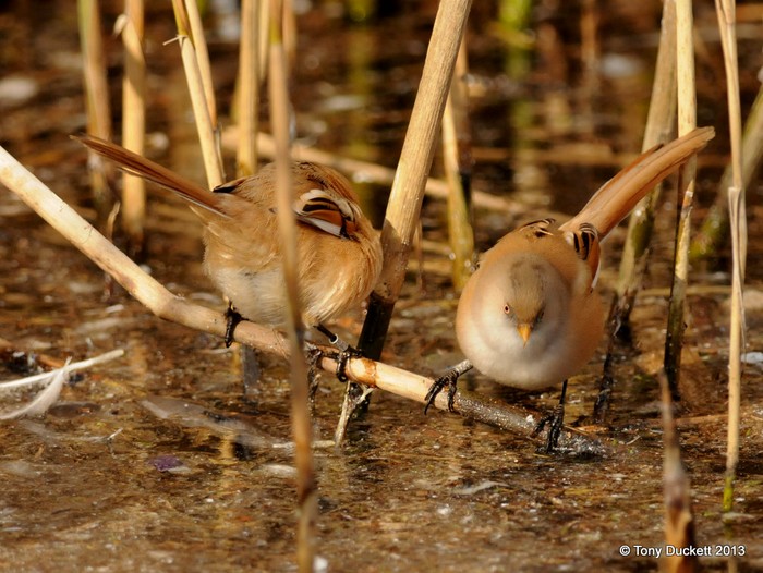 Bearded Tit