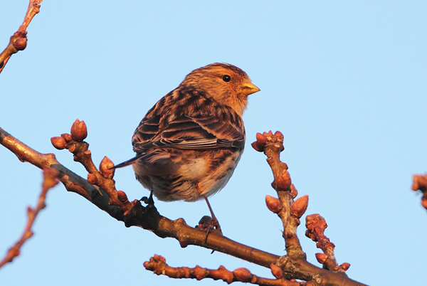 Twite