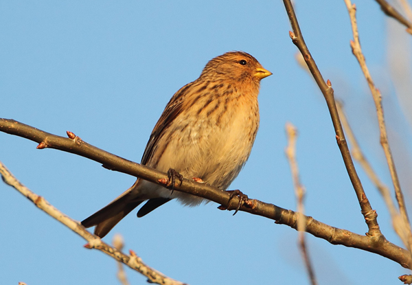 Twite