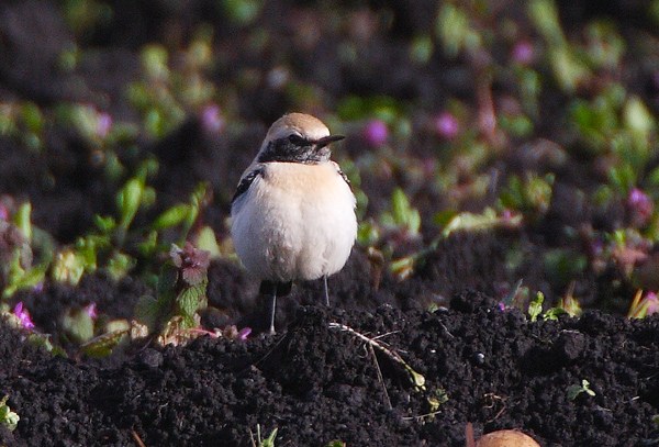 Desert Wheatear