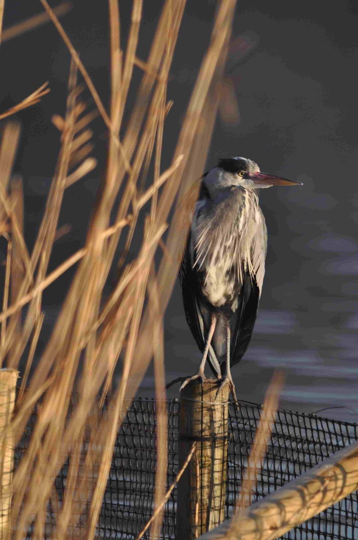 Grey Heron