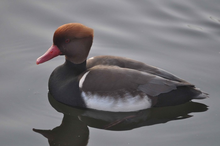 Red-crested Pochard