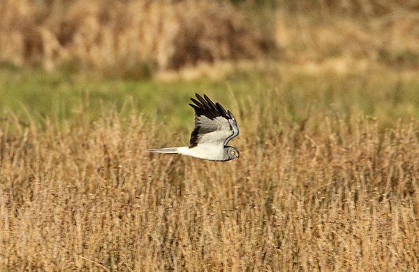 Hen Harrier