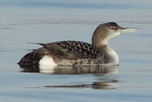 Great Northern Diver