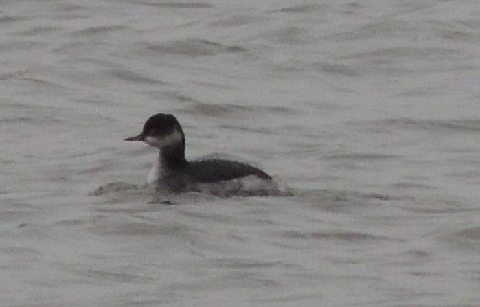 Black-necked Grebe