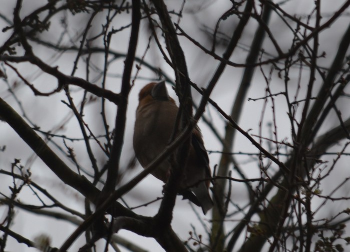Hawfinch