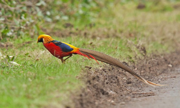 Golden Pheasant