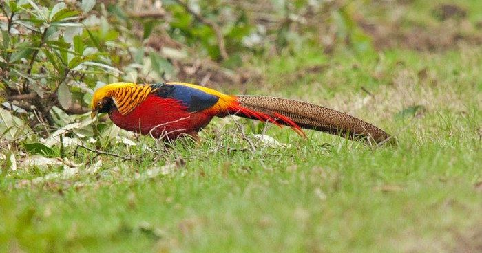 Golden Pheasant