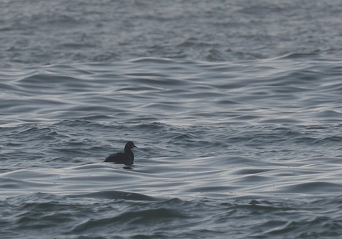 Harlequin Duck