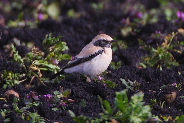 Desert Wheatear