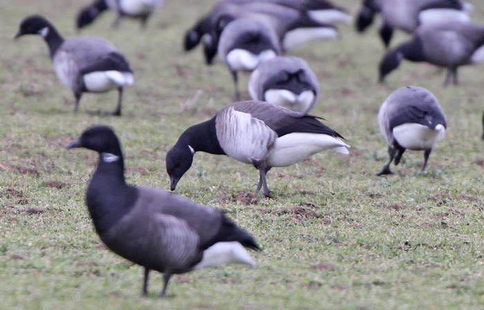 Pale-bellied Brent Goose