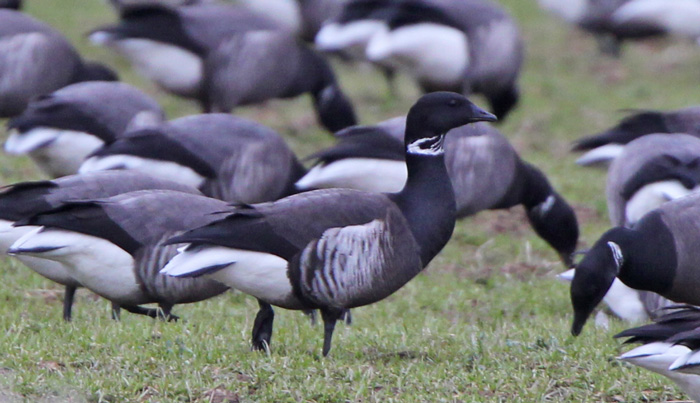Black Brant