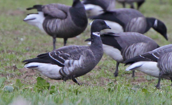 Black Brant