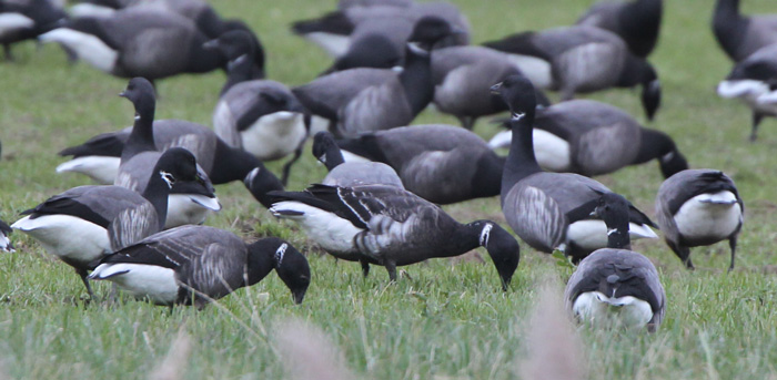 Black Brant