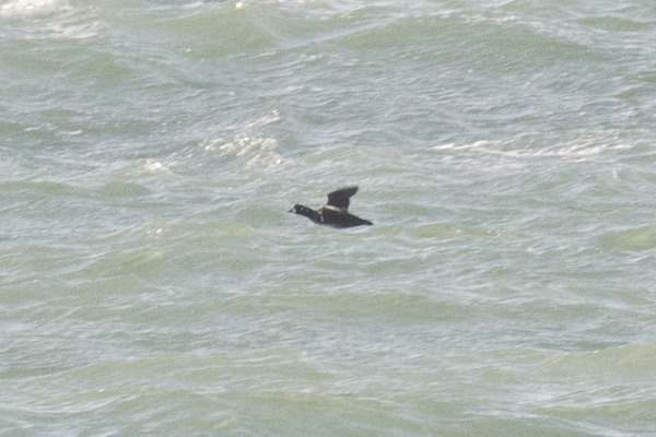 Harlequin Duck