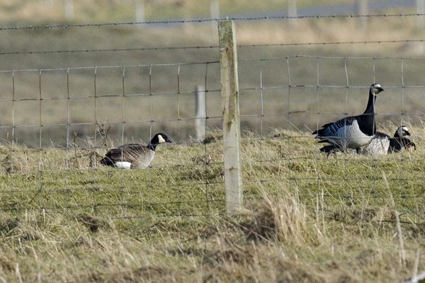 Richardson's Canada Goose