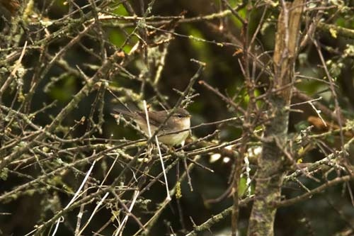 Dusky Warbler