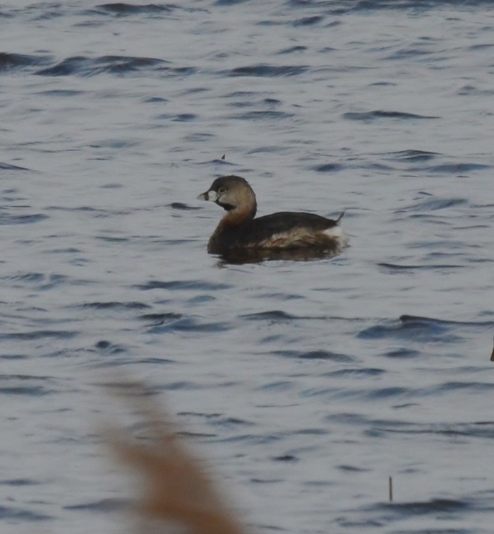 Pied-billed Grebe