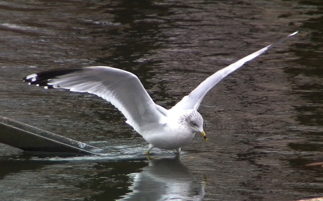Ring-billed Gull