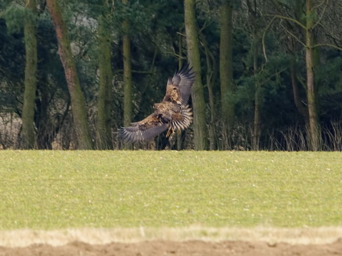 White-tailed Eagle