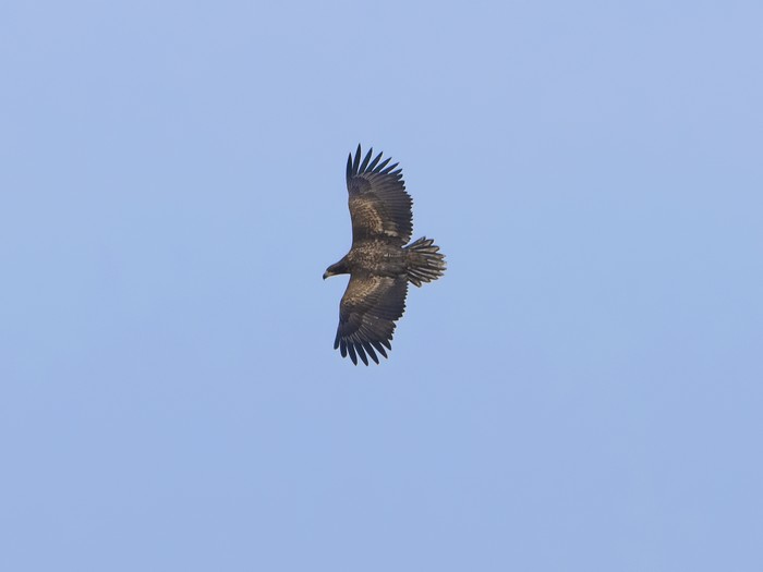 White-tailed Eagle
