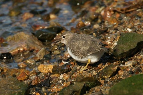 Spotted Sandpiper