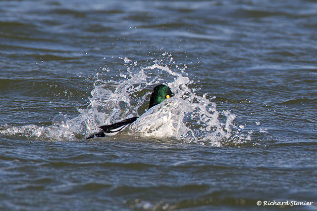 Goldeneye