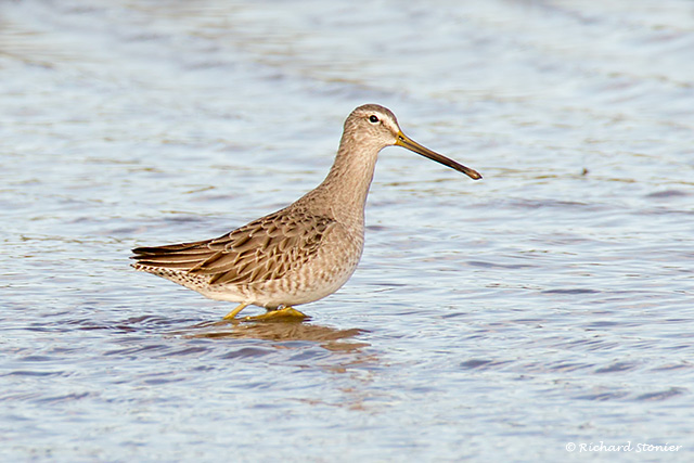 Long-billed Dowitcher