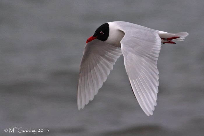 Mediterranean Gull