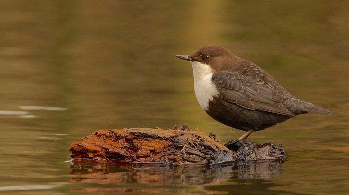 Black-bellied Dipper