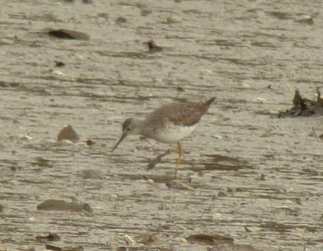 Lesser Yellowlegs
