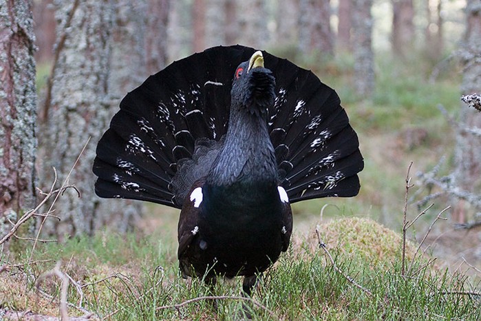 Capercaillie