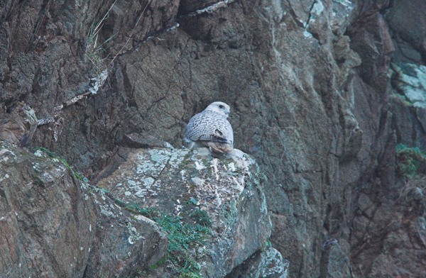 Gyr