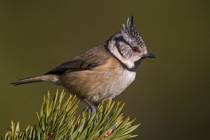 Crested Tit