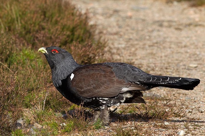 Capercaillie